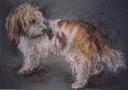 Hond, aquarel